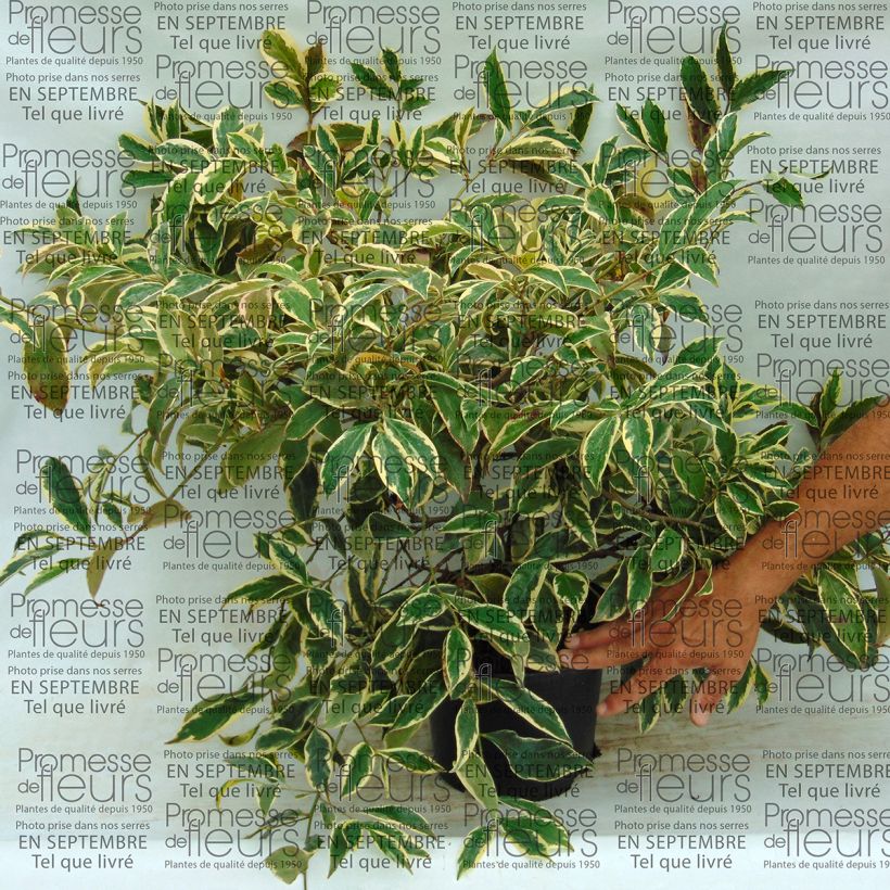 Exemple de spécimen de Cleyera japonica Variegata - Eurya ochnacea tel que livré