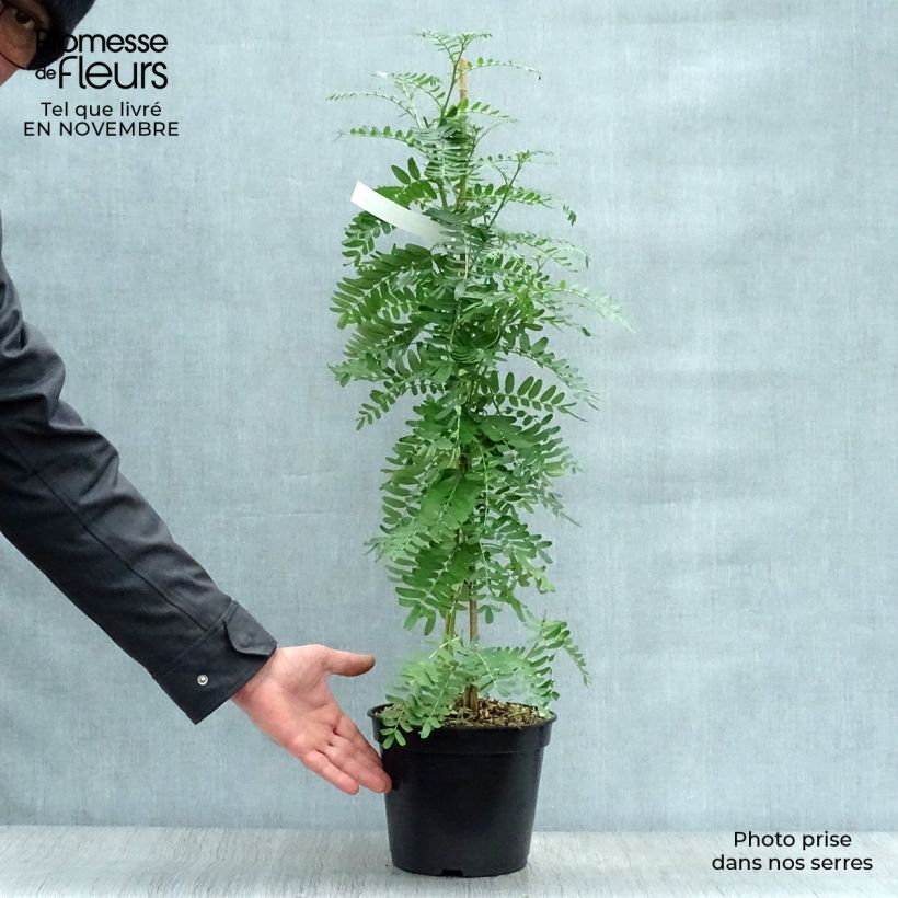 Spécimen de Clianthus puniceus Flamingo - Pince de Homard Pot de 3L/4L tel que livré en automne