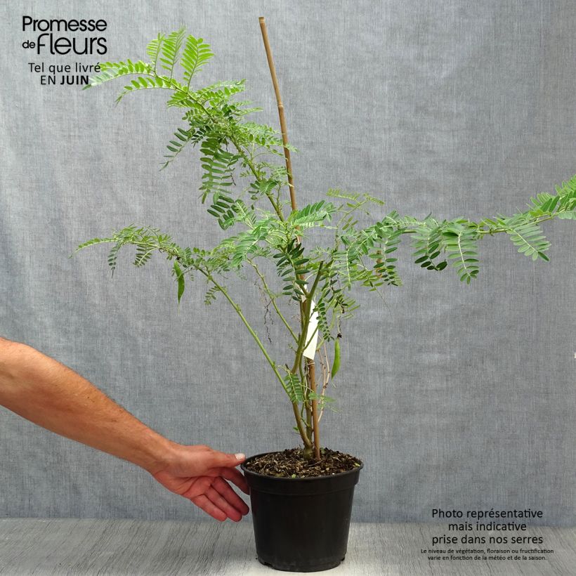 Spécimen de Clianthus puniceus Flamingo - Pince de Homard Pot de 3L/4L tel que livré en été