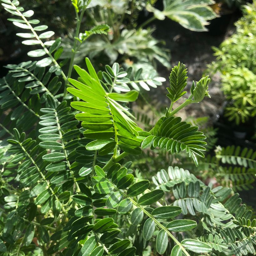 Clianthus puniceus, Pinces de homard : plantation, culture, entretien