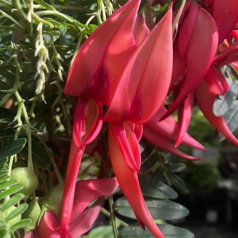 Clianthus puniceus Flamingo - Pince de Homard (Floraison)