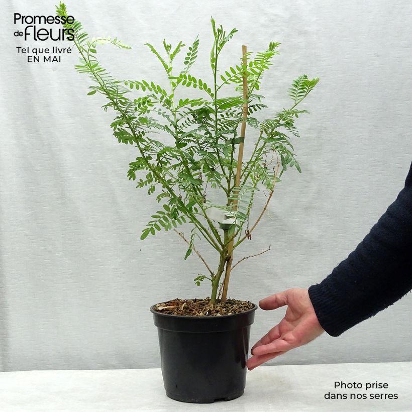 Spécimen de Clianthus puniceus Kaka King - Pince de Homard Pot de 4L/5L tel que livré au printemps