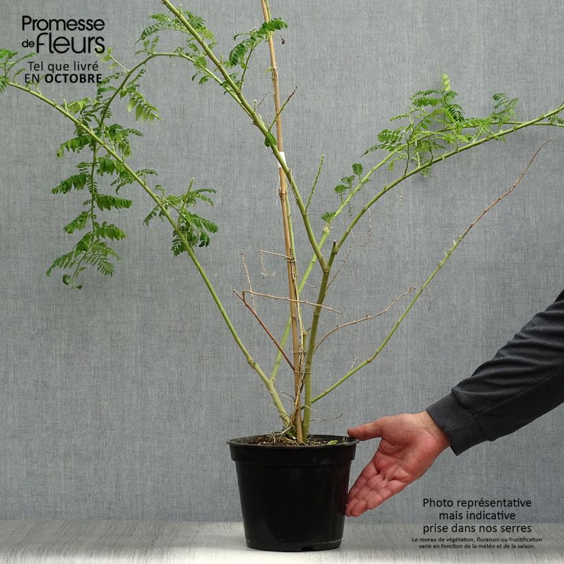 Spécimen de Clianthus puniceus Kaka King - Pince de Homard tel que livré en automne