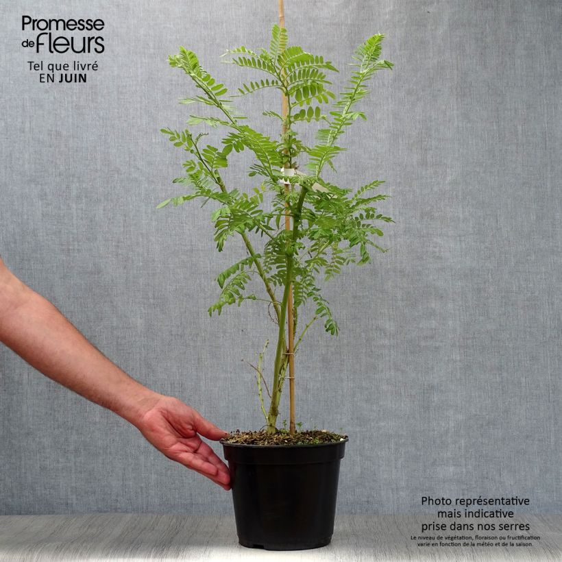 Spécimen de Clianthus puniceus Kaka King - Pince de Homard Pot de 4L/5L tel que livré en été