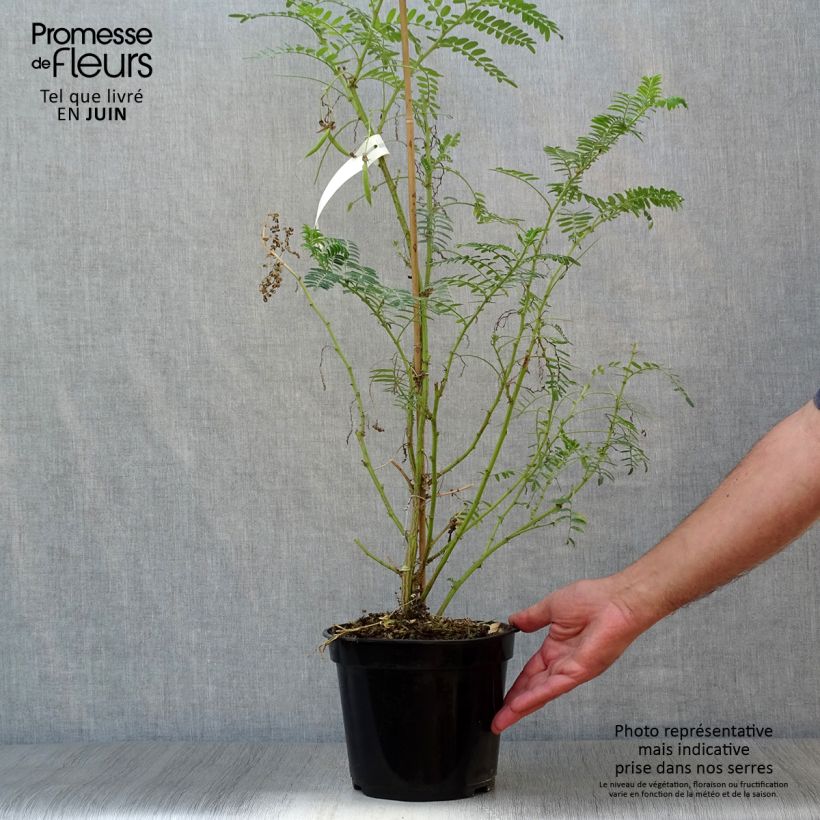 Spécimen de Clianthus puniceus White Heron - Pince de Homard Pot de 3L/4L tel que livré en été