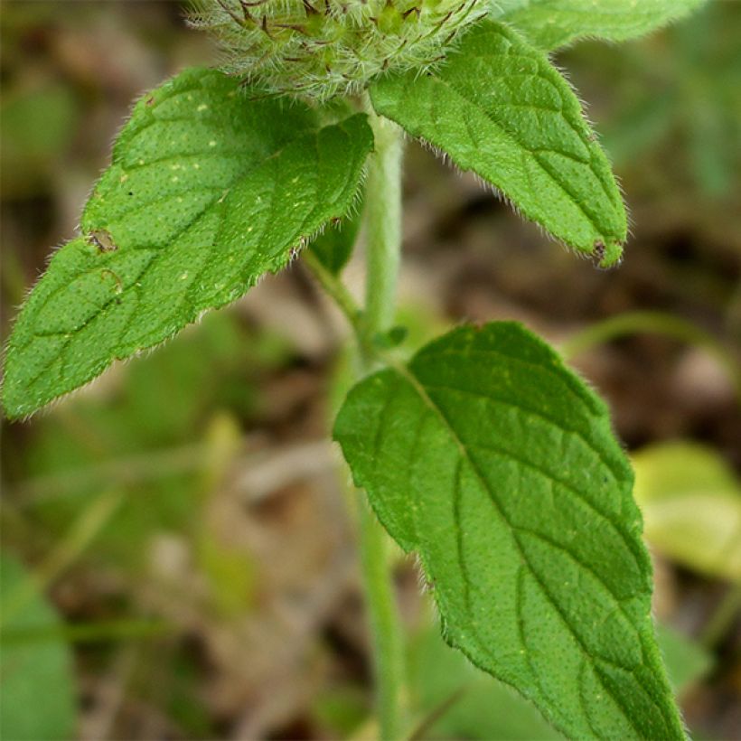 Clinopodium vulgare - Clinopode commun (Feuillage)