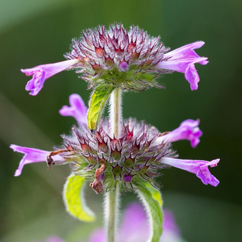 Clinopodium vulgare - Clinopode commun (Floraison)