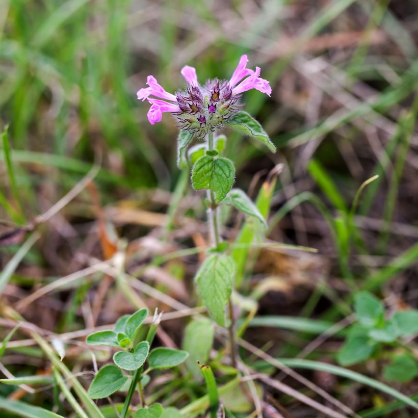 Clinopodium vulgare - Clinopode commun (Port)