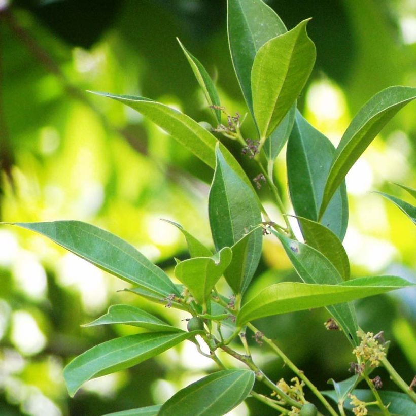 Cocculus laurifolius - Cocculus à feuilles de laurier (Feuillage)