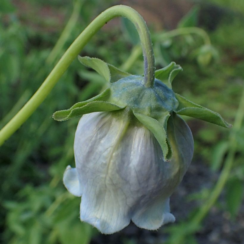 Codonopsis ovata (Floraison)
