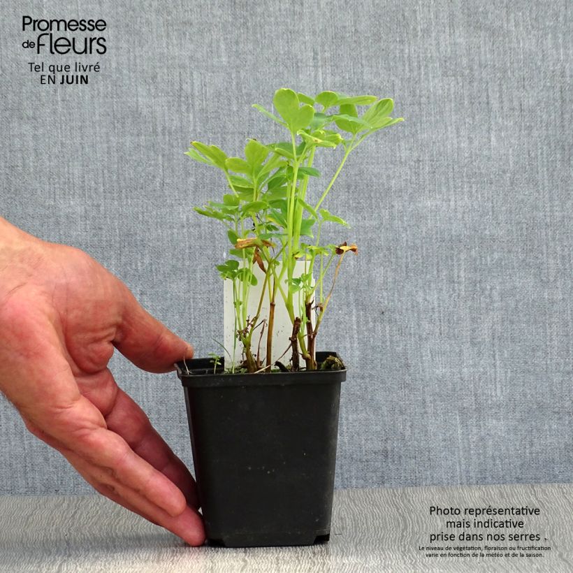 Spécimen de Coeur de Marie Blanc - Dicentra spectabilis Alba Godet de 8/9 cm tel que livré en été