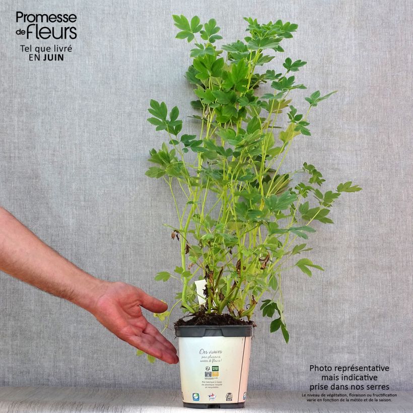 Spécimen de Coeur de Marie Blanc - Dicentra spectabilis Alba Pot de 2L/3L tel que livré en été