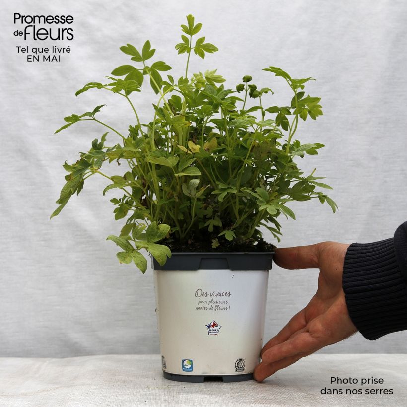 Spécimen de Coeur de Marie Blanc - Dicentra spectabilis Alba en pot de 2 litres tel que livré au printemps