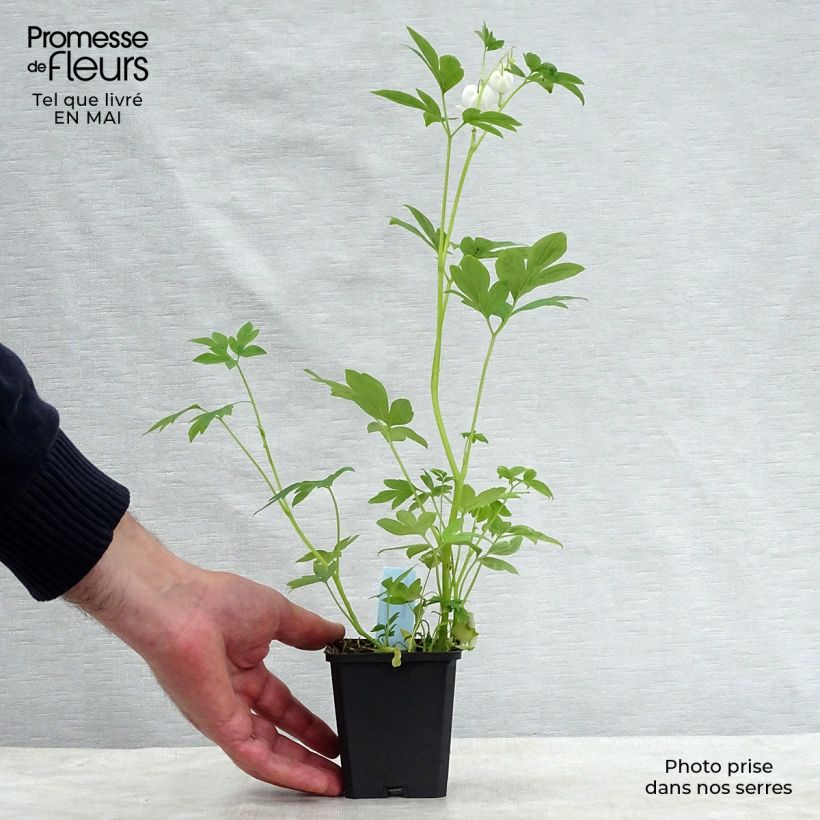 Spécimen de Coeur de Marie Blanc - Dicentra spectabilis Alba en godet de 9 cm tel que livré au printemps