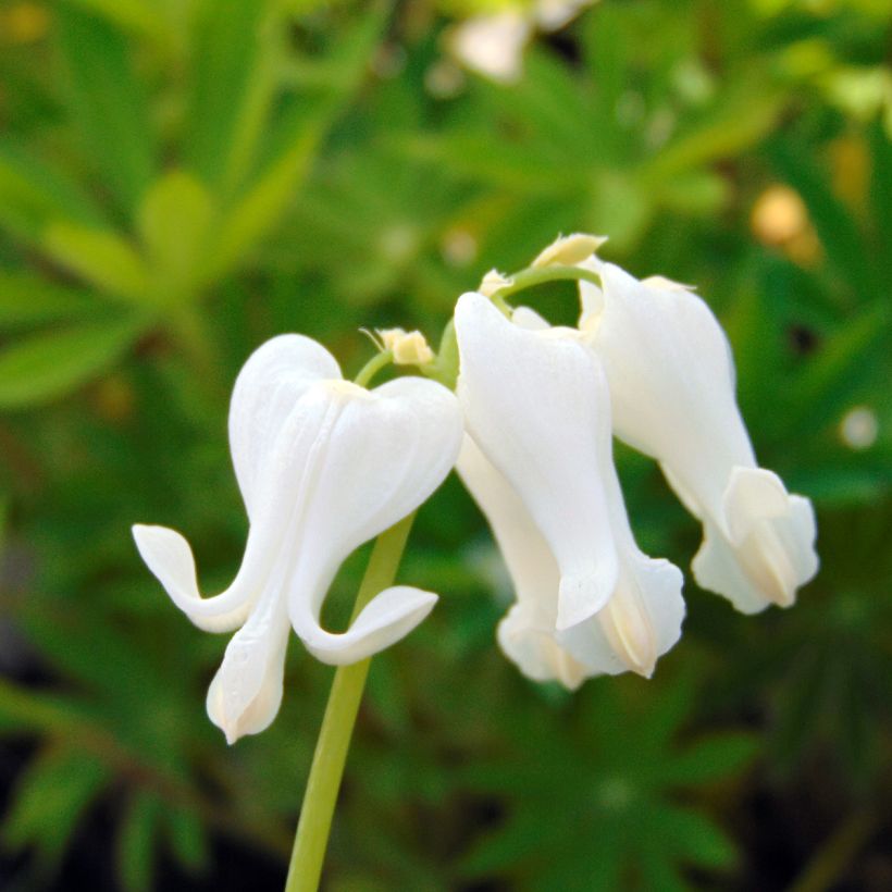 Coeur de Marie - Dicentra Ivory Hearts (Floraison)