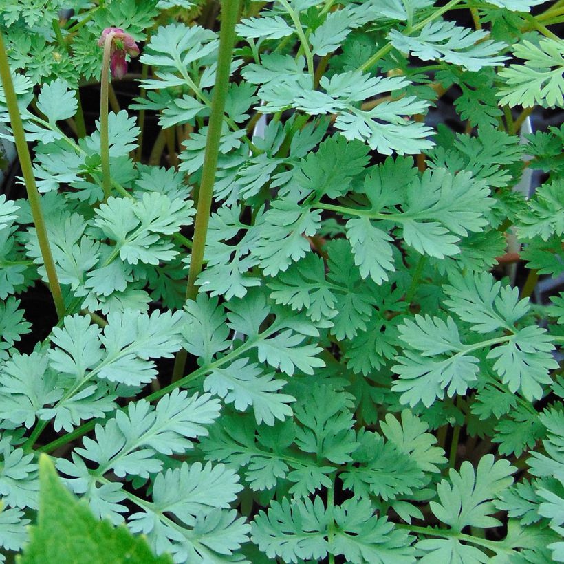 Coeur de Marie - Dicentra King of Hearts (Feuillage)