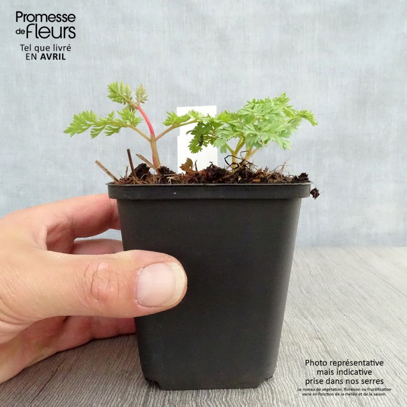 Spécimen de Coeur de Marie - Dicentra King of Hearts Godet de 9cm tel que livré au printemps