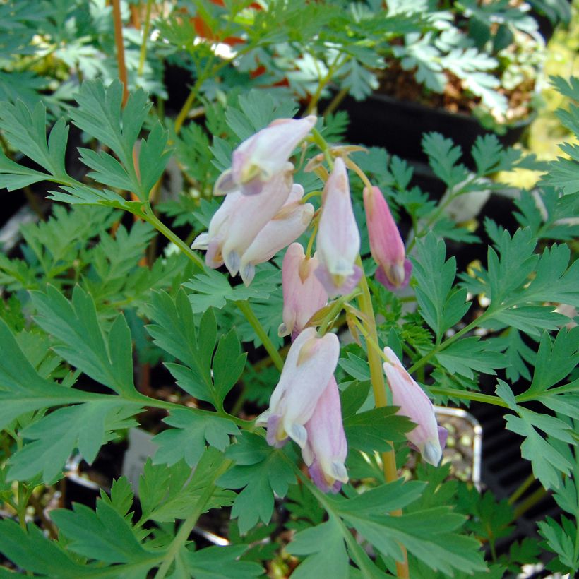 Coeur de Marie - Dicentra eximia Stuart Boothman (Floraison)