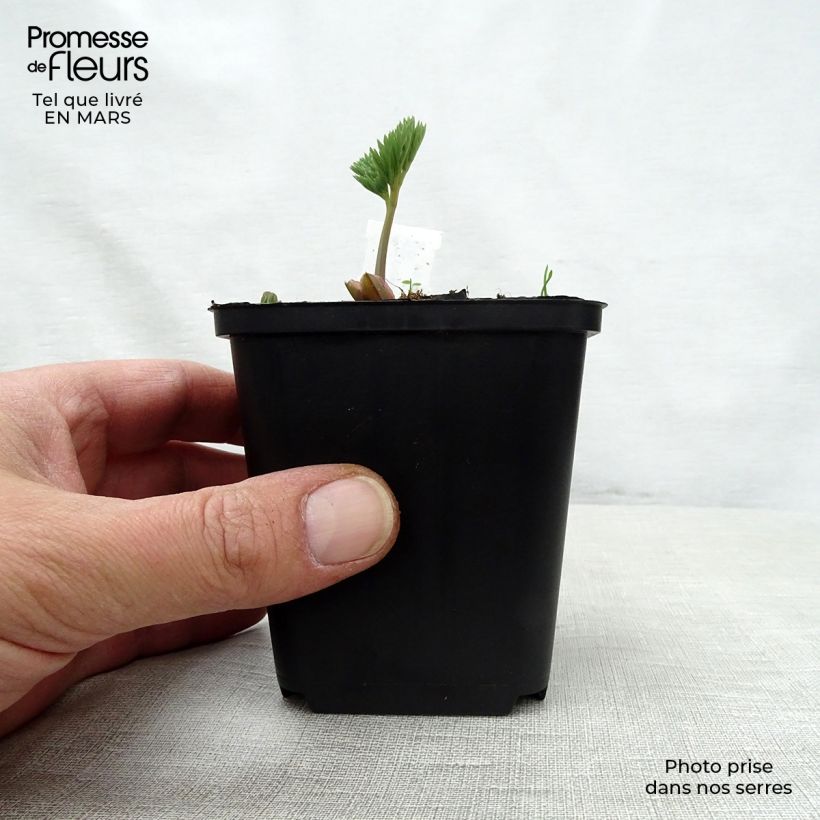 Spécimen de Coeur de Marie - Dicentra eximia Stuart Boothman Godet de 9cm tel que livré au printemps
