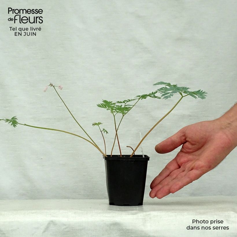Spécimen de Coeur de Marie - Dicentra eximia Stuart Boothman Godet de 8/9 cm tel que livré en été