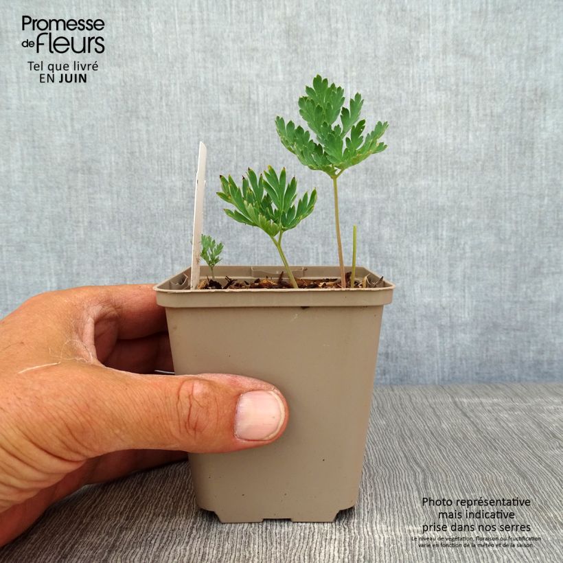 Spécimen de Coeur de Marie - Dicentra formosa Aurora Godet de 8/9 cm tel que livré en été