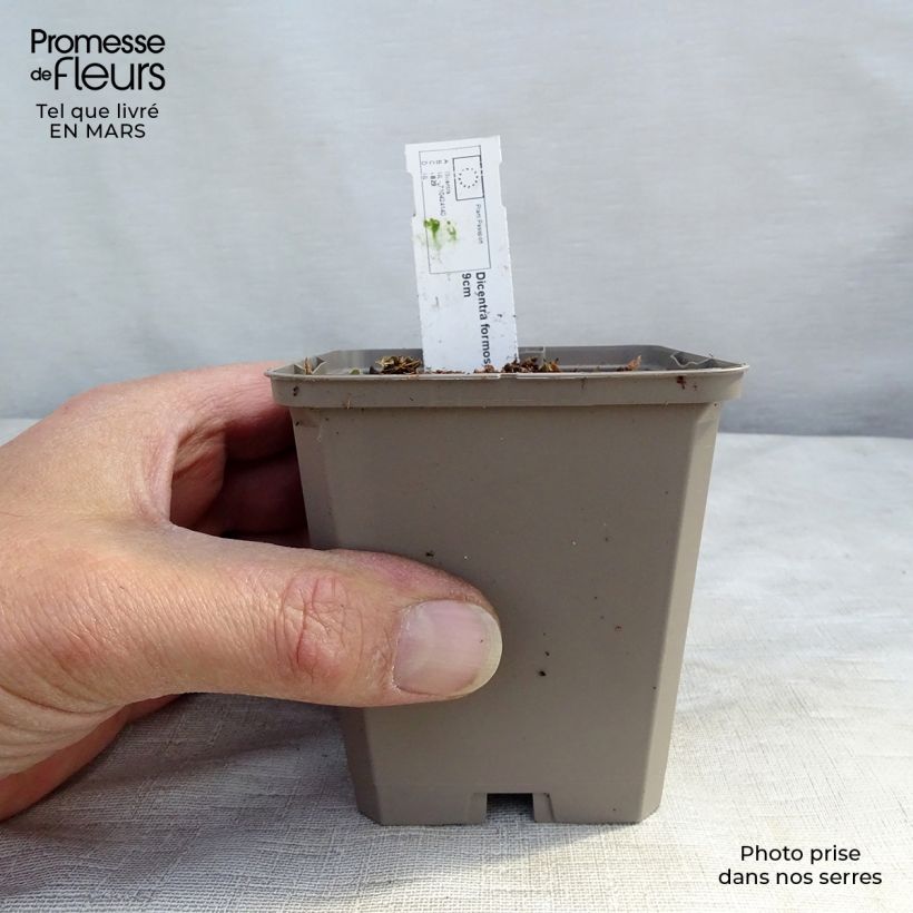 Spécimen de Coeur de Marie - Dicentra formosa Aurora Godet de 9cm tel que livré au printemps