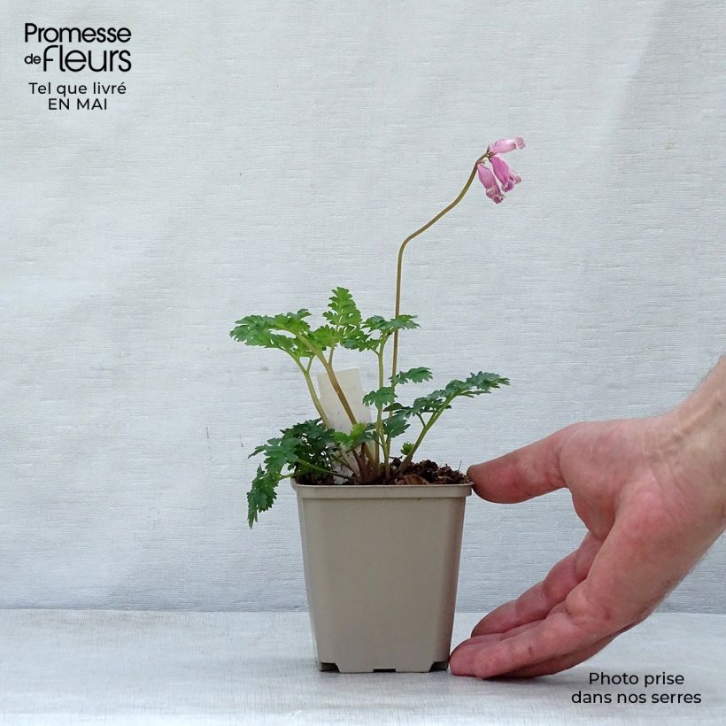 Spécimen de Coeur de Marie - Dicentra formosa Luxuriant Godet de 9cm tel que livré au printemps