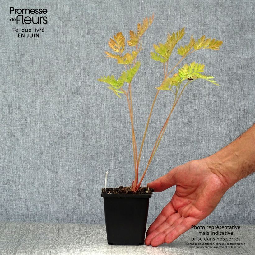 Spécimen de Coeur de Marie - Dicentra formosa Luxuriant Godet de 8/9 cm tel que livré en été