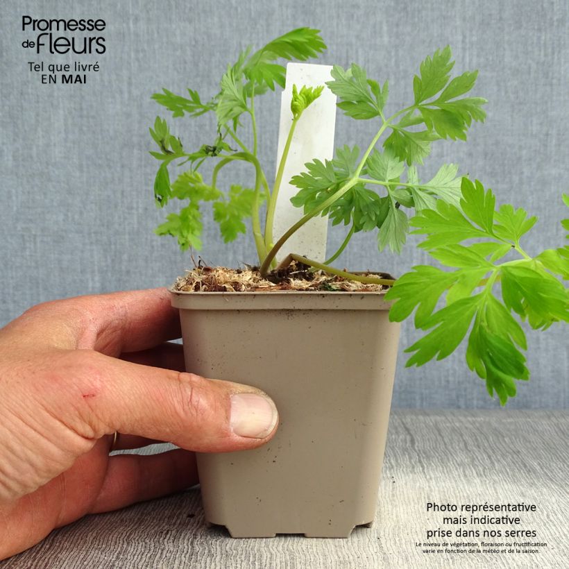 Spécimen de Coeur de Marie - Dicentra formosa Spring Gold Godet de 9cm tel que livré au printemps