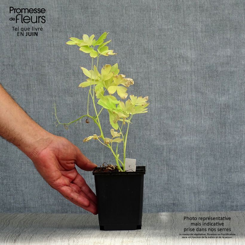 Spécimen de Coeur de Marie - Dicentra spectabilis White Gold Godet de 8/9 cm tel que livré en été