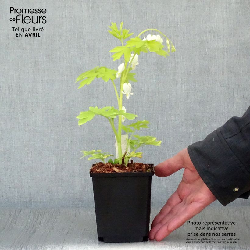 Spécimen de Coeur de Marie - Dicentra spectabilis White Gold Godet de 9cm tel que livré au printemps