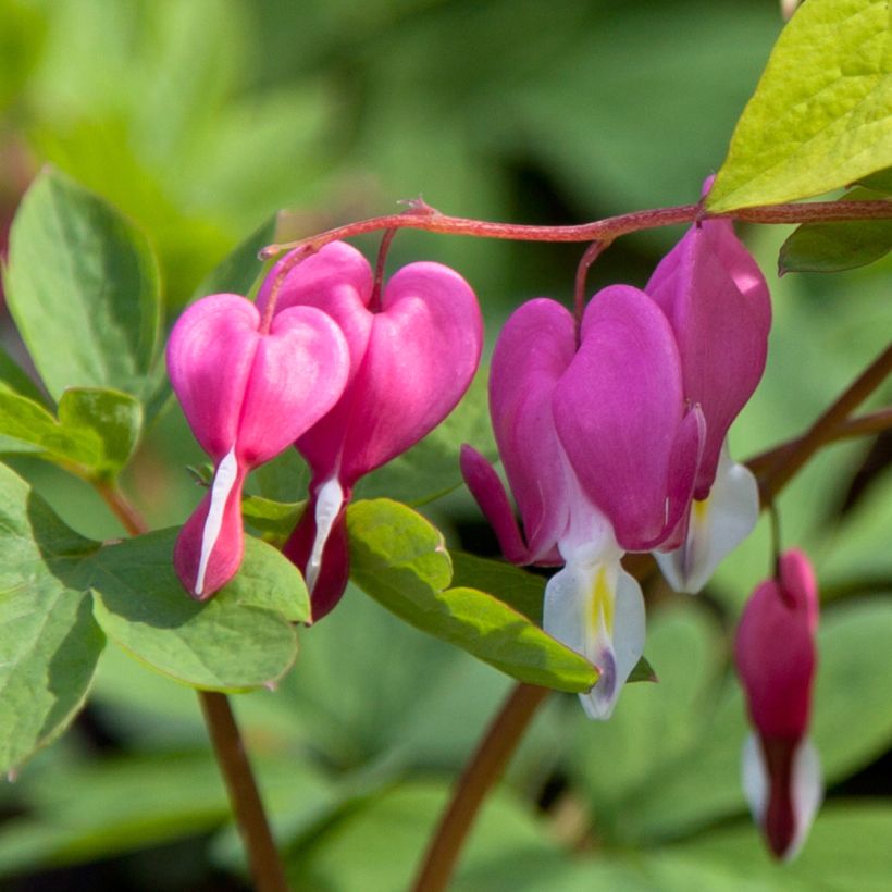 Coeur de Marie - Dicentra spectabilis Yellow Leaf (Floraison)