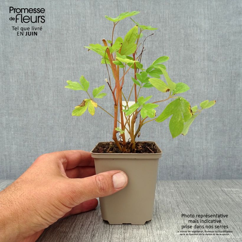 Spécimen de Coeur de Marie Rose - Dicentra spectabilis Godet de 8/9 cm tel que livré en été