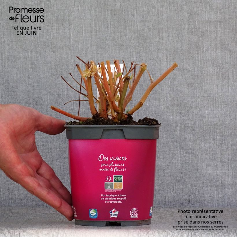 Spécimen de Coeur de Marie Rose - Dicentra spectabilis Pot de 2L/3L tel que livré en été