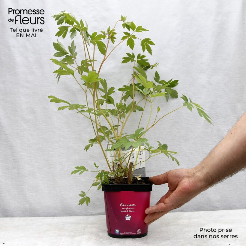 Spécimen de Coeur de Marie Rose - Dicentra spectabilis en pot de 2 litres tel que livré au printemps