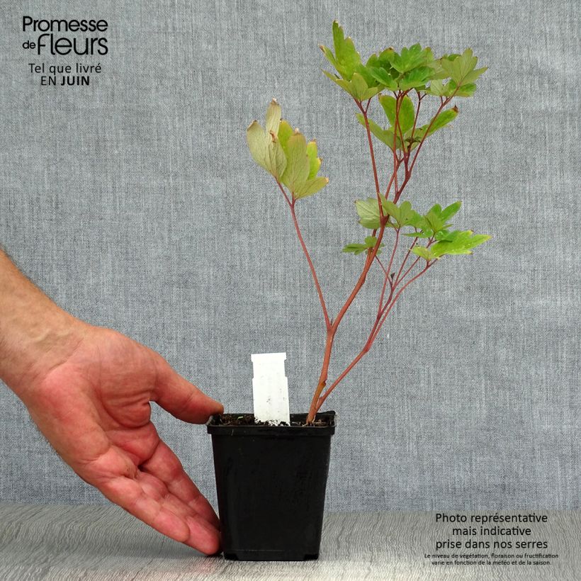 Spécimen de Coeur de Marie Rouge - Dicentra spectabilis Valentine Godet de 7/8 cm tel que livré en été