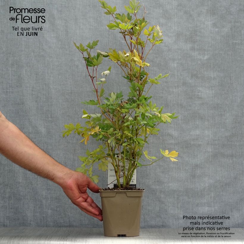 Spécimen de Coeur de Marie Rouge - Dicentra spectabilis Valentine Pot de 2L/3L tel que livré en été
