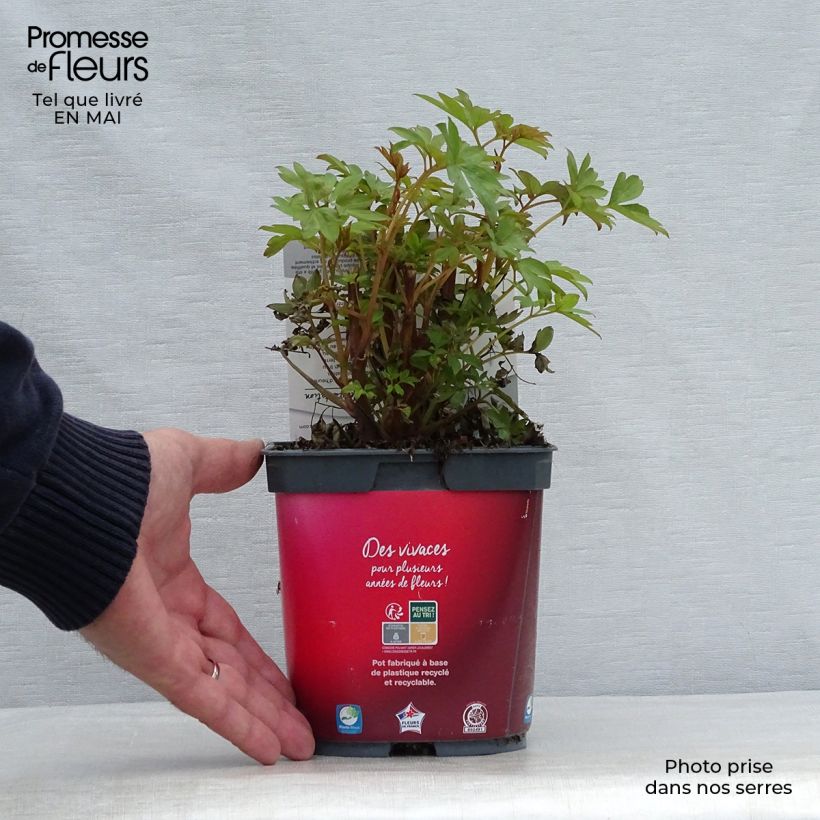 Spécimen de Coeur de Marie Rouge - Dicentra spectabilis Valentine en pot de 2 litres tel que livré au printemps