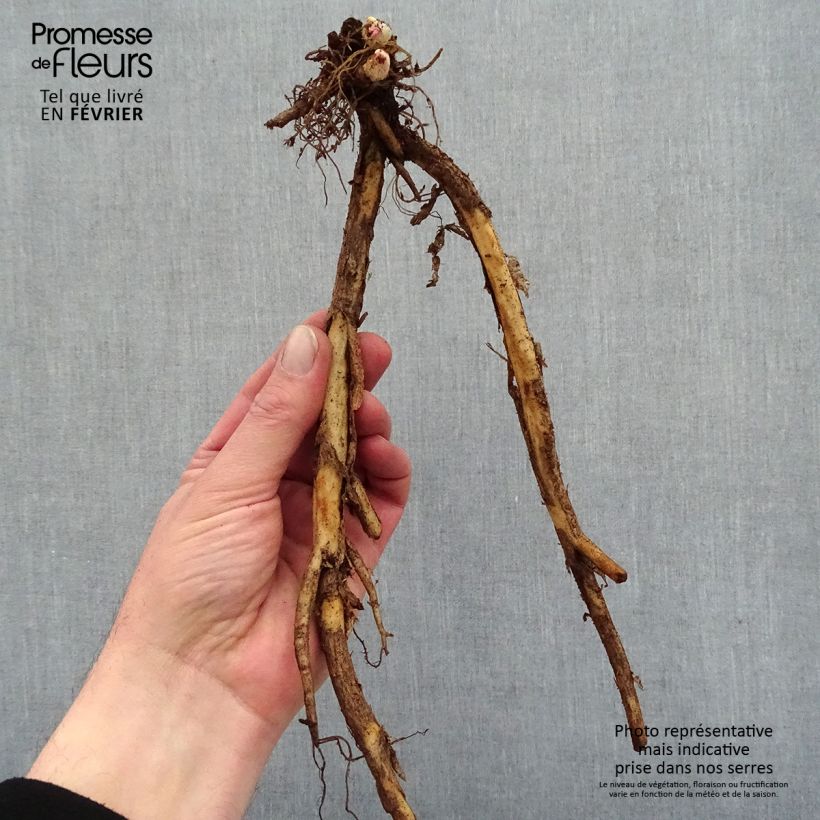 Spécimen de Coeur de Marie doré - Dicentra spectabilis Goldheart® - racines nues tel que livré en hiver