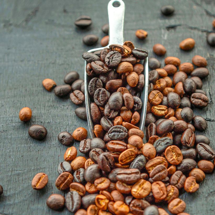 Coffea arabica - Caféier (Récolte)