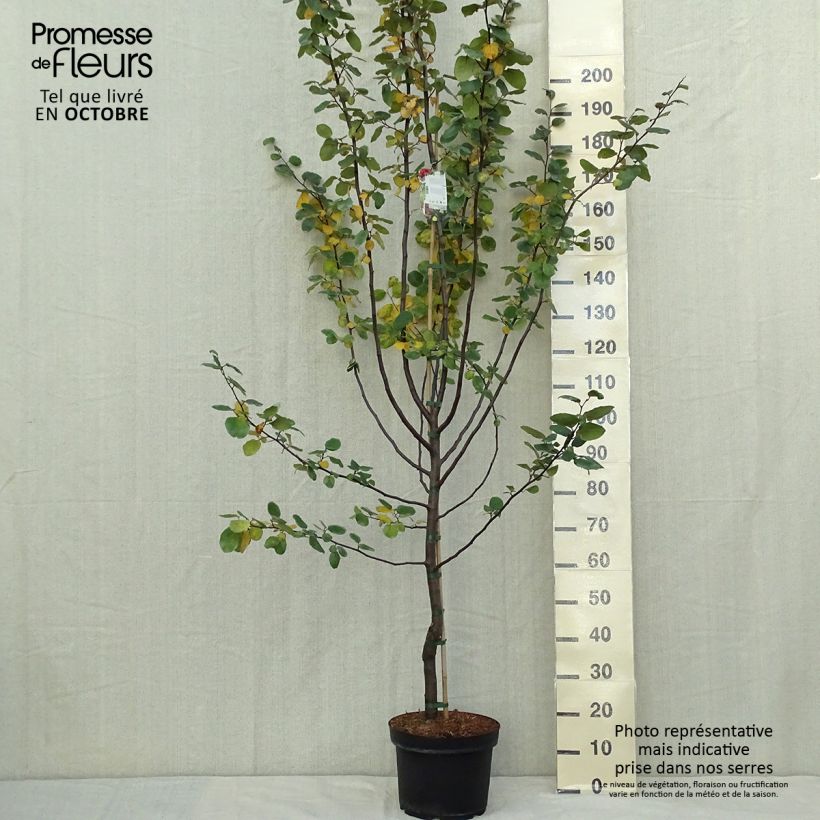 Spécimen de Cognassier commun - Cydonia oblonga Leskovacz Pot de 7,5L/10L tel que livré en automne