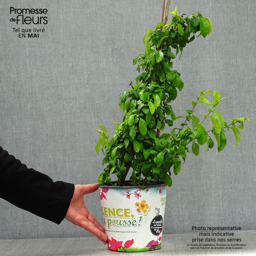 Spécimen de Cognassier du Japon Cameo - Chaenomeles superba  Pot de 3L/4L tel que livré au printemps