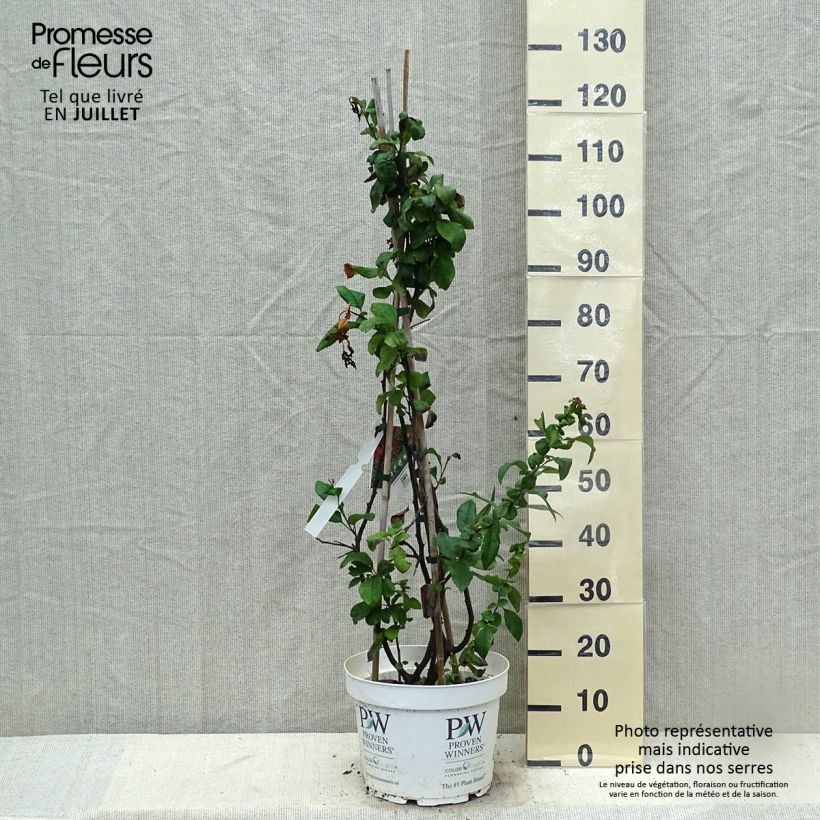 Spécimen de Cognassier du Japon - Chaenomeles speciosa Mango Storm Pot de 7,5L/10L tel que livré en été
