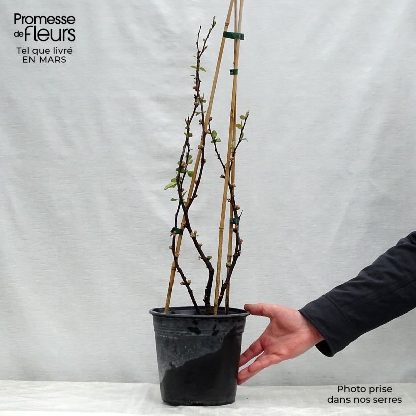 Spécimen de Cognassier du Japon - Chaenomeles speciosa Mango Storm en pot de 3L/4L tel que livré au printemps