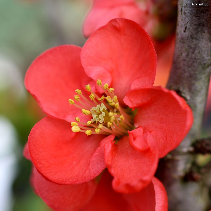 Cognassier du Japon - Chaenomeles speciosa Red Kimono (Floraison)