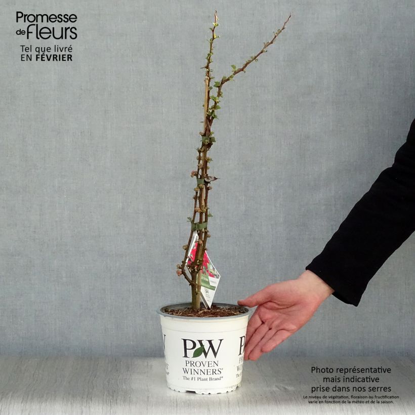 Spécimen de Cognassier du Japon - Chaenomeles speciosa Scarlet Storm   tel que livré en hiver