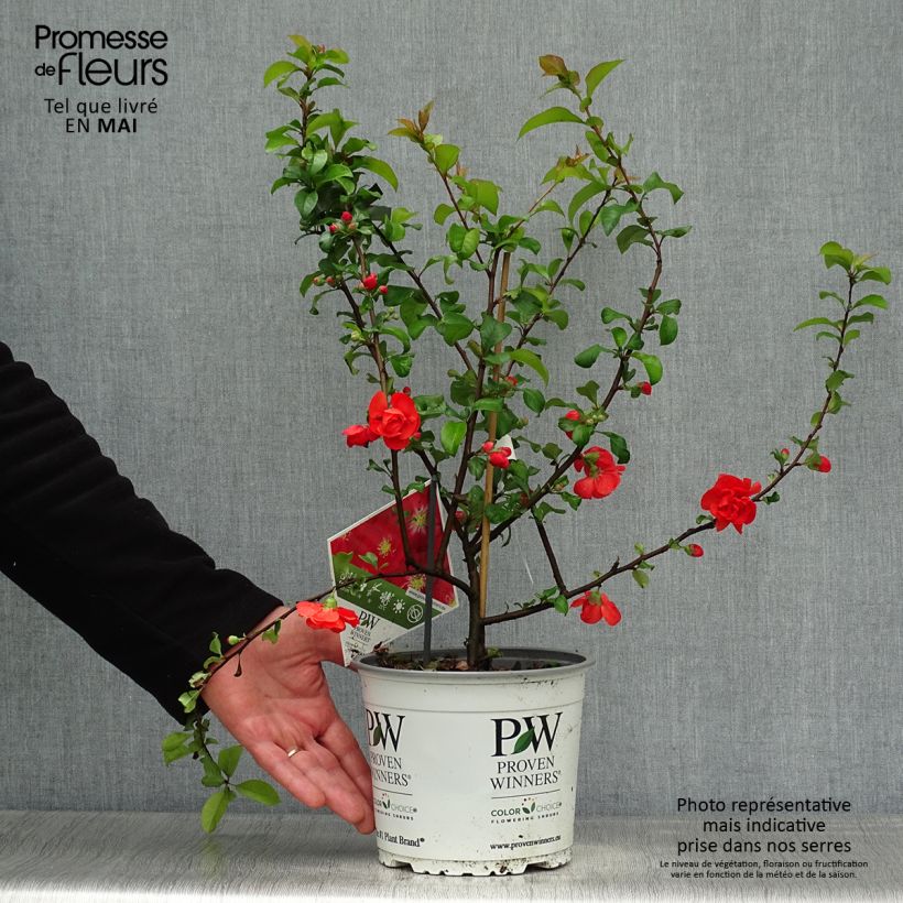 Spécimen de Cognassier du Japon - Chaenomeles speciosa Scarlet Storm   Pot de 3L/4LHauteur livrée env. 30/40cm tel que livré au printemps
