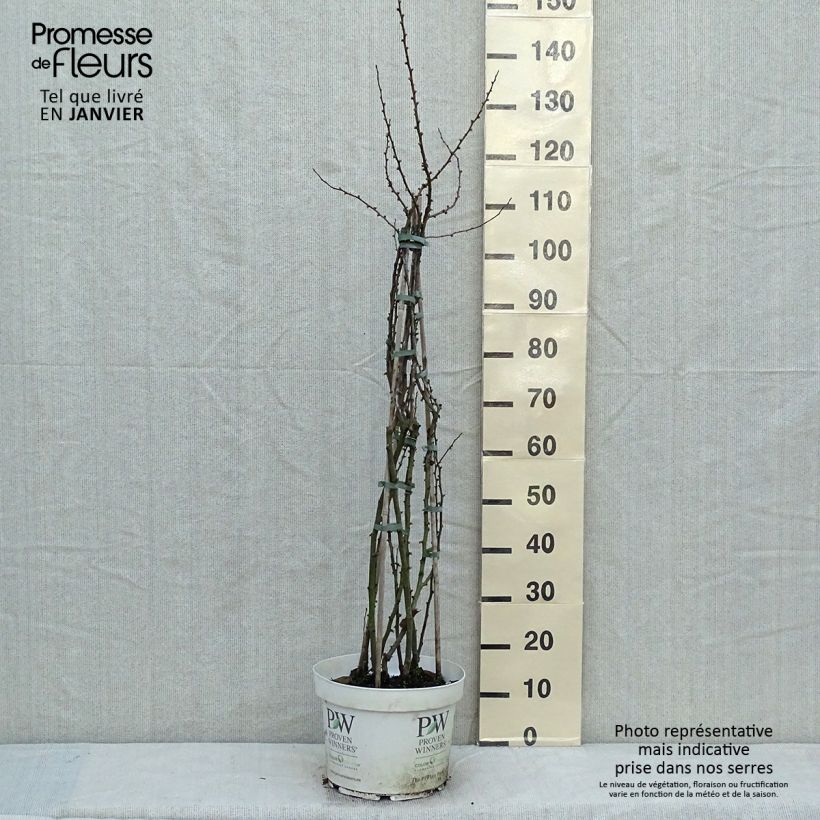 Spécimen de Cognassier du Japon - Chaenomeles speciosa Scarlet Storm   tel que livré en hiver