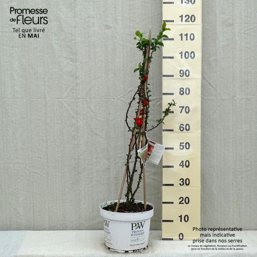 Spécimen de Cognassier du Japon - Chaenomeles speciosa Scarlet Storm   Pot de 7,5L/10LHauteur livrée env. 80/120cm tel que livré au printemps