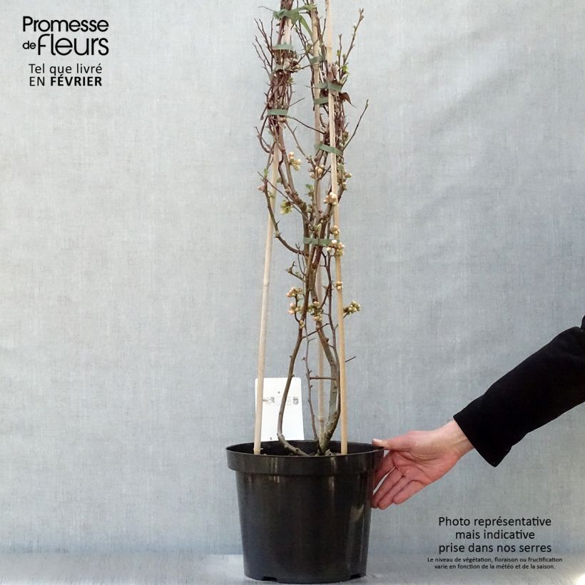 Spécimen de Cognassier du Japon Toyo-Nishiki - Chaenomeles speciosa Pot de 7,5L/10LHauteur livrée env. 150/170cm tel que livré en hiver